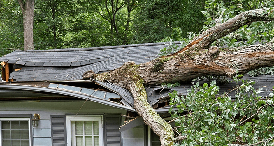 Roof Damage From Trees